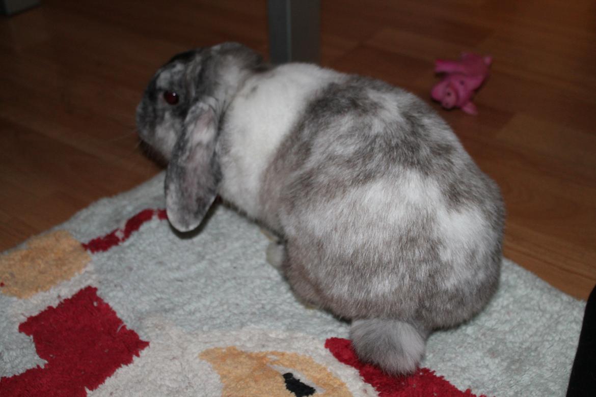 Kanin Frodo (høj's kaninland) billede 8