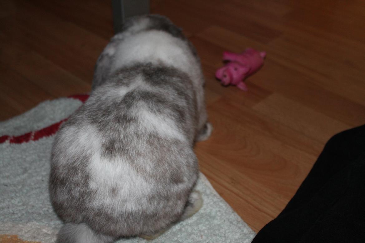 Kanin Frodo (høj's kaninland) billede 9