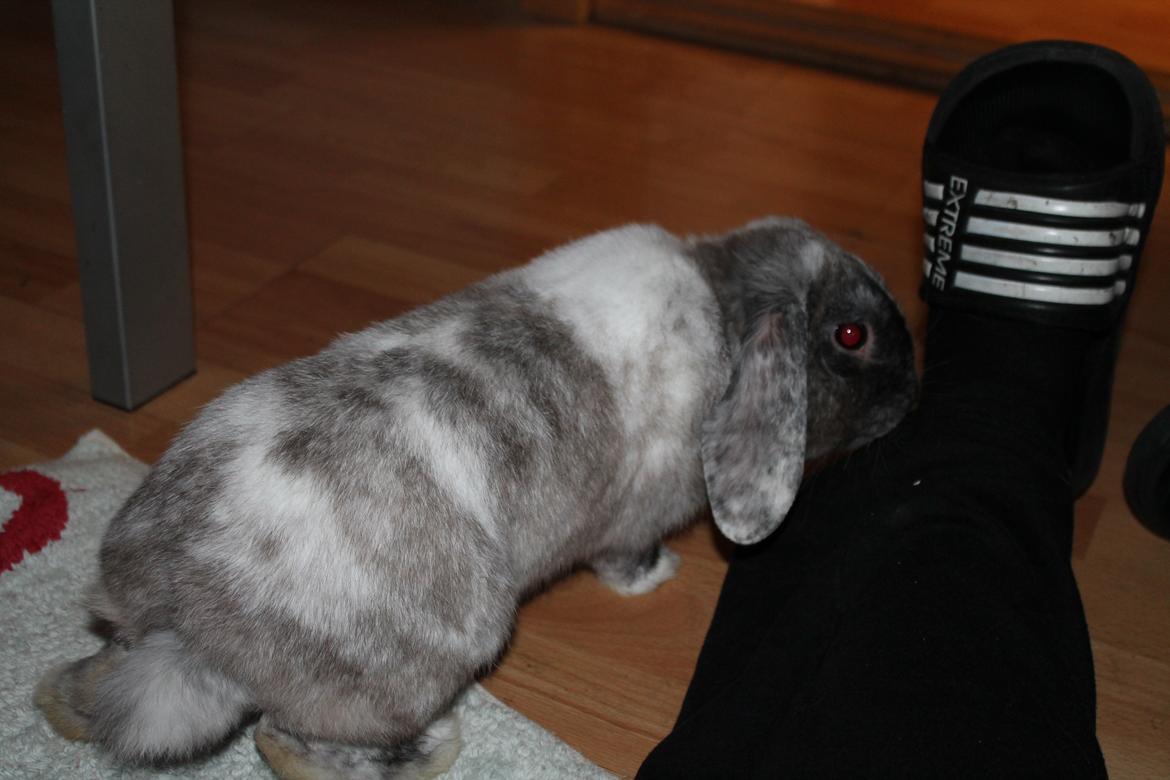 Kanin Frodo (høj's kaninland) billede 11