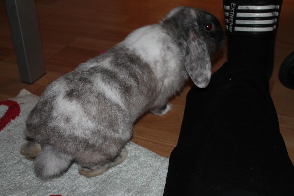 Kanin Frodo (høj's kaninland) billede 10