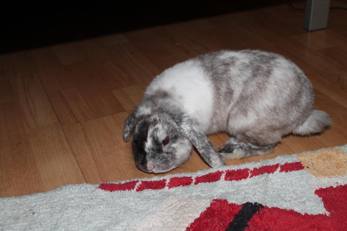 Kanin Frodo (høj's kaninland) billede 12