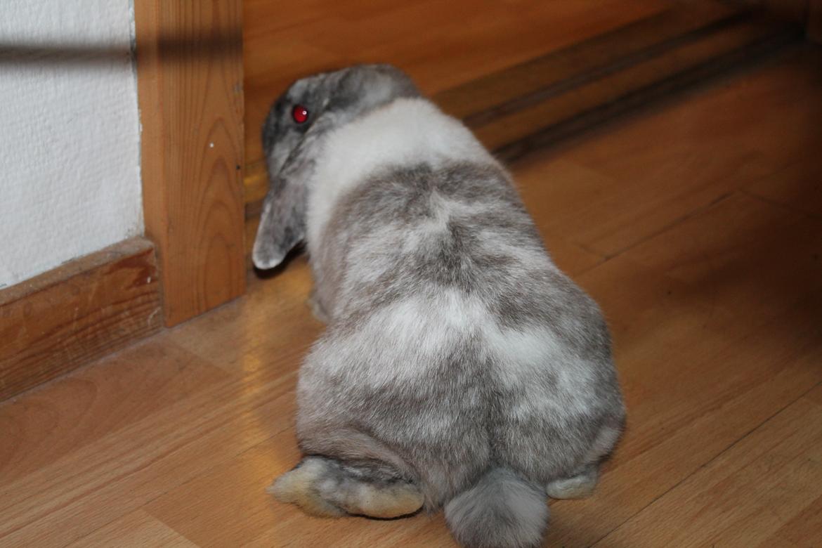 Kanin Frodo (høj's kaninland) billede 14