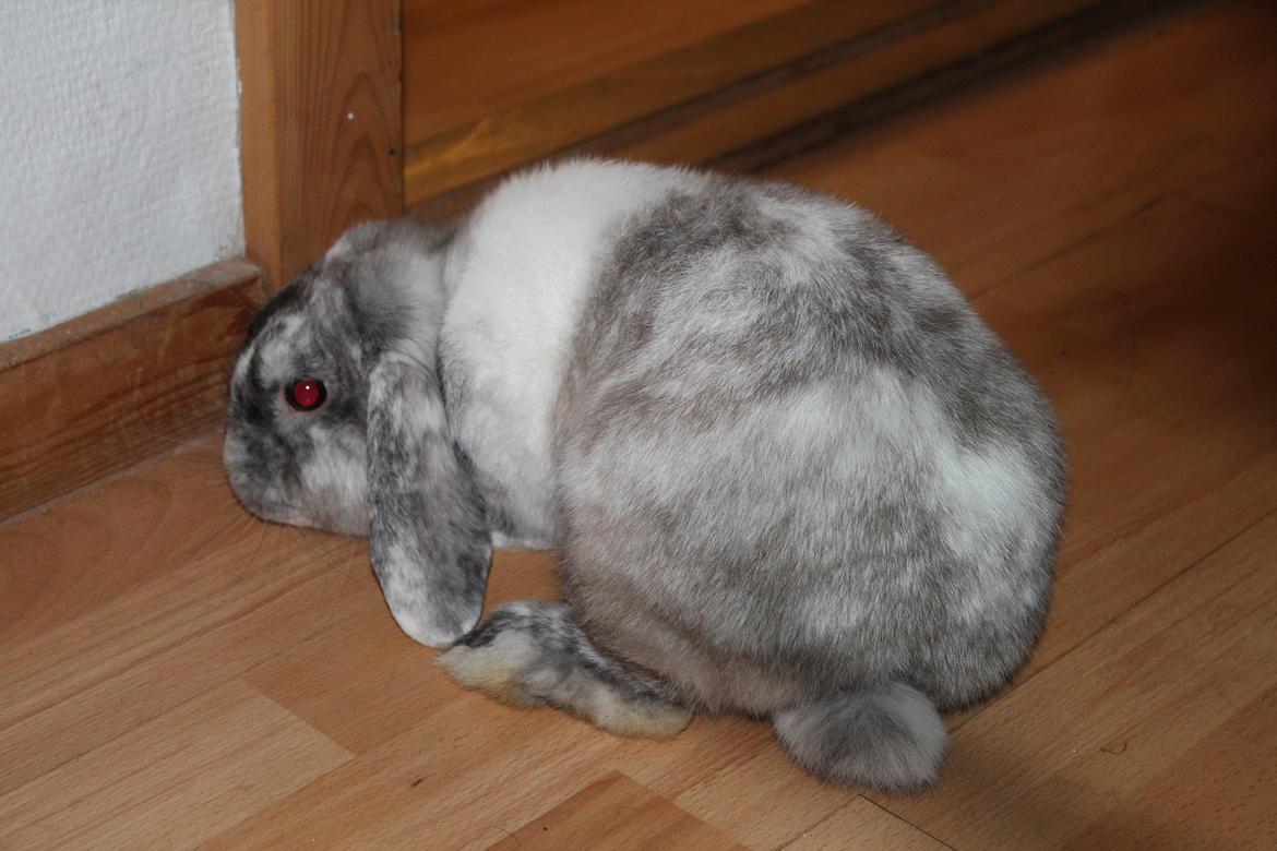 Kanin Frodo (høj's kaninland) billede 15