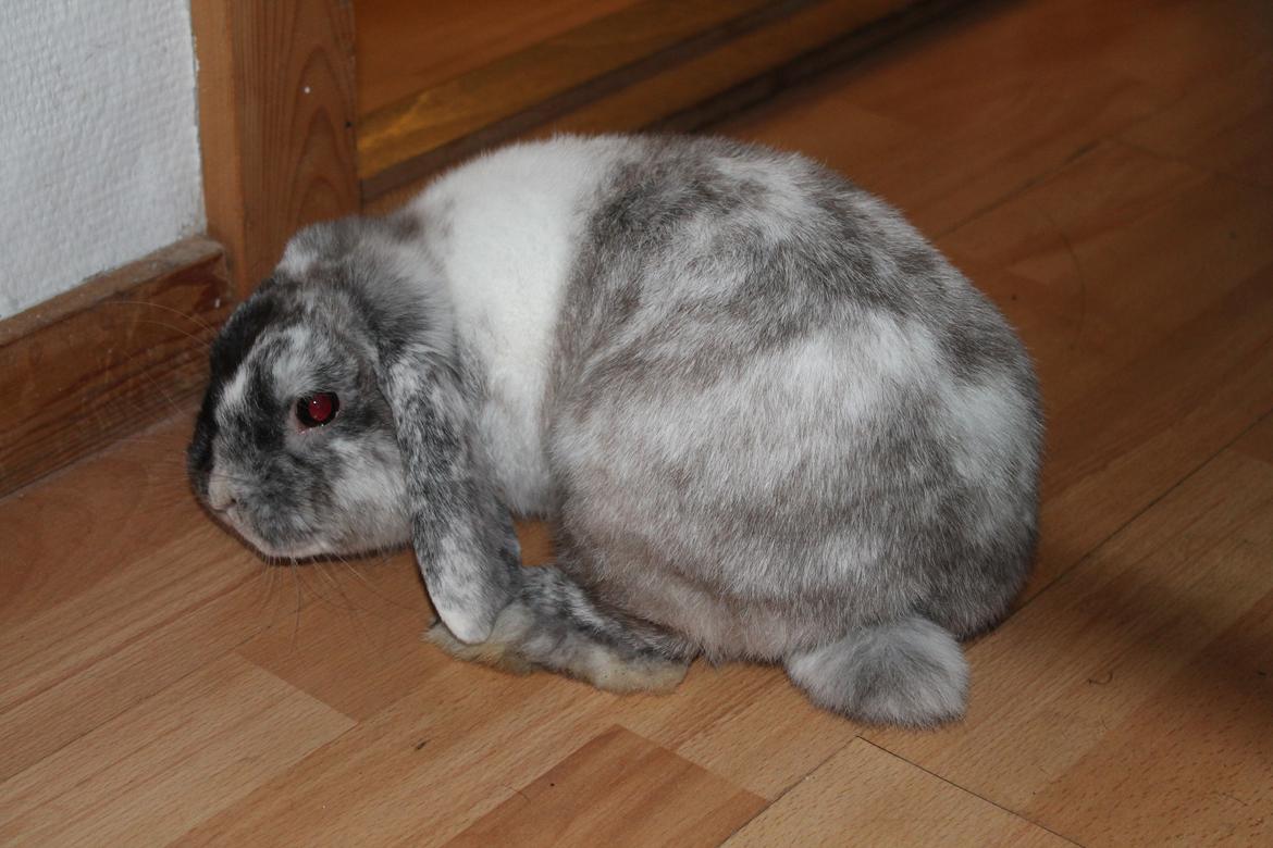 Kanin Frodo (høj's kaninland) billede 16