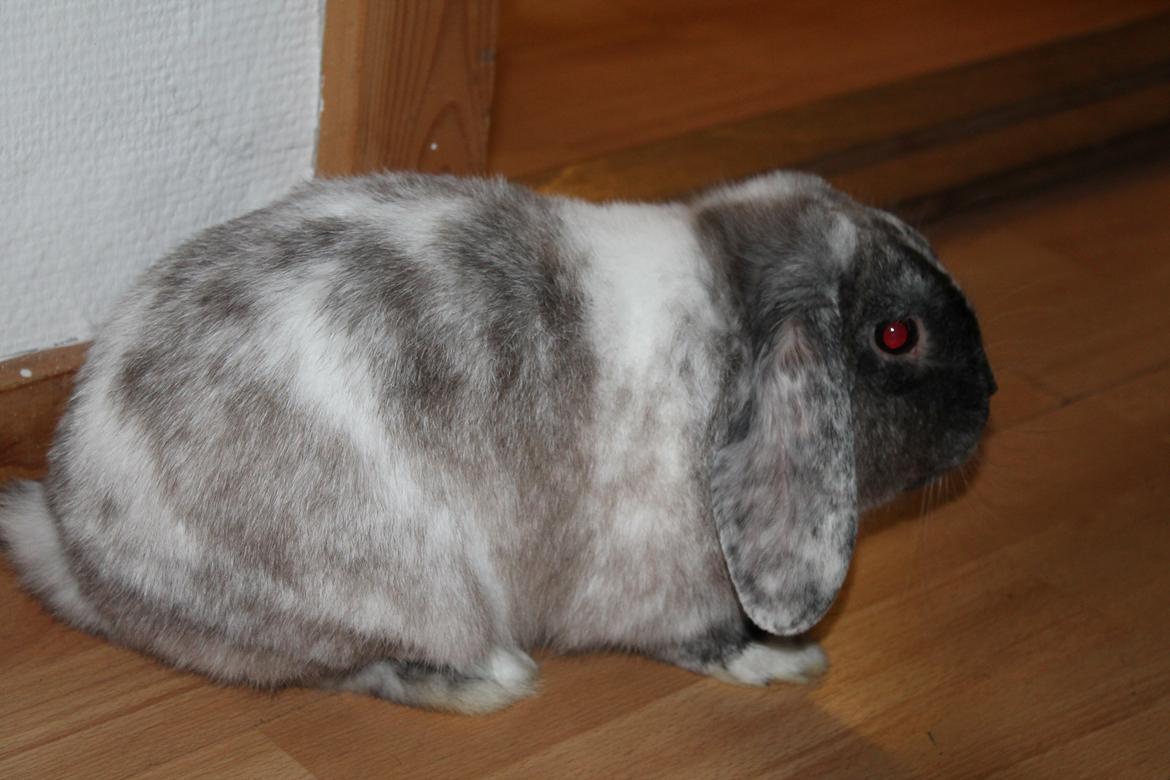Kanin Frodo (høj's kaninland) billede 17