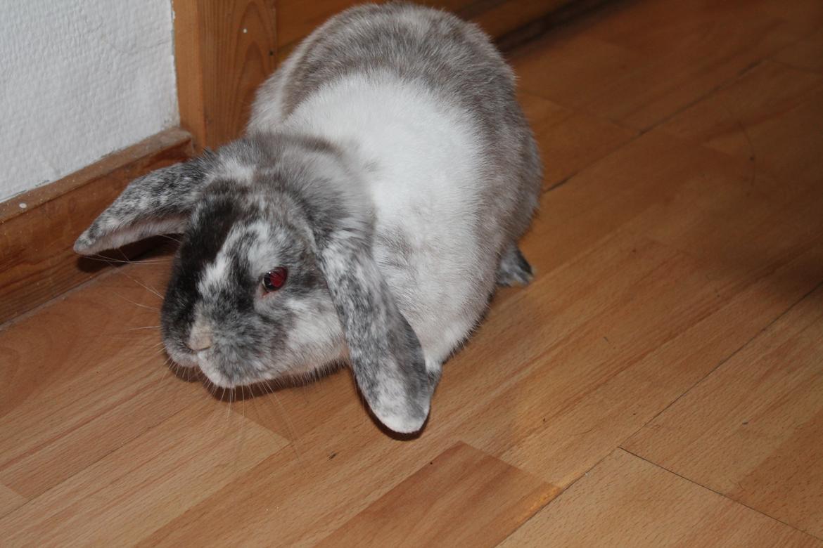 Kanin Frodo (høj's kaninland) billede 18