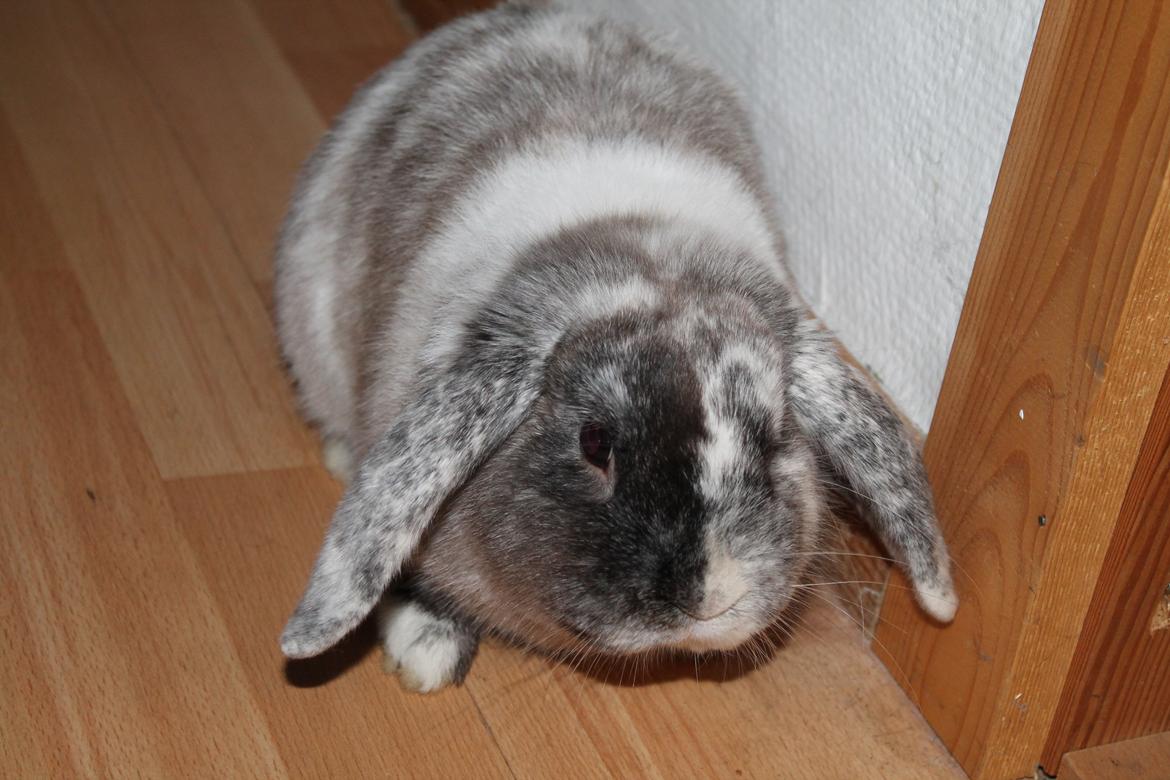 Kanin Frodo (høj's kaninland) billede 1