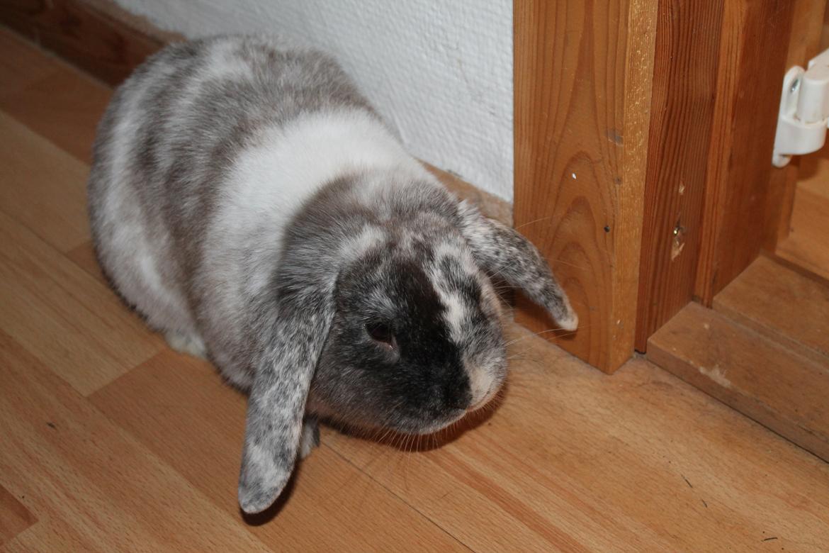 Kanin Frodo (høj's kaninland) billede 19