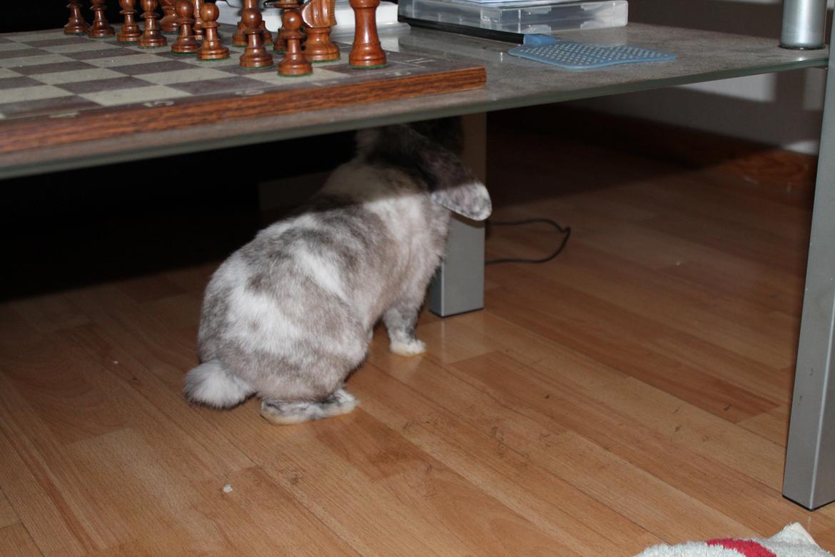 Kanin Frodo (høj's kaninland) billede 13