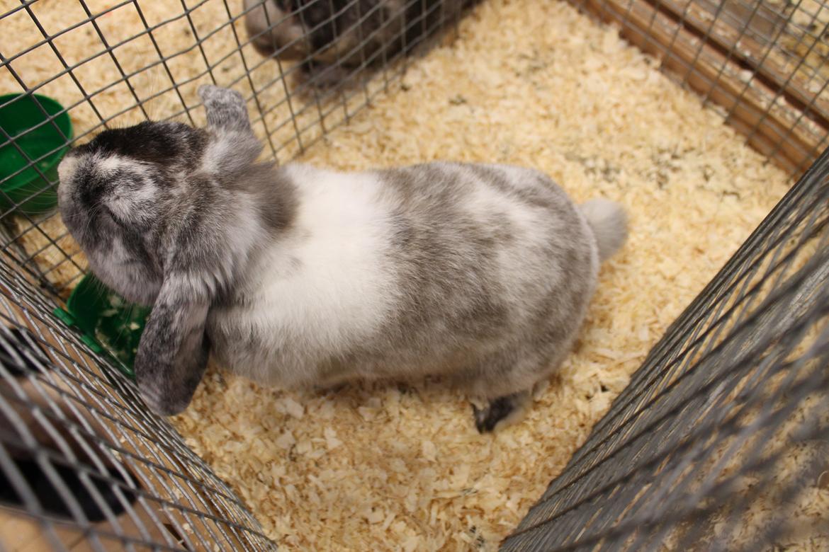 Kanin Frodo (høj's kaninland) billede 20