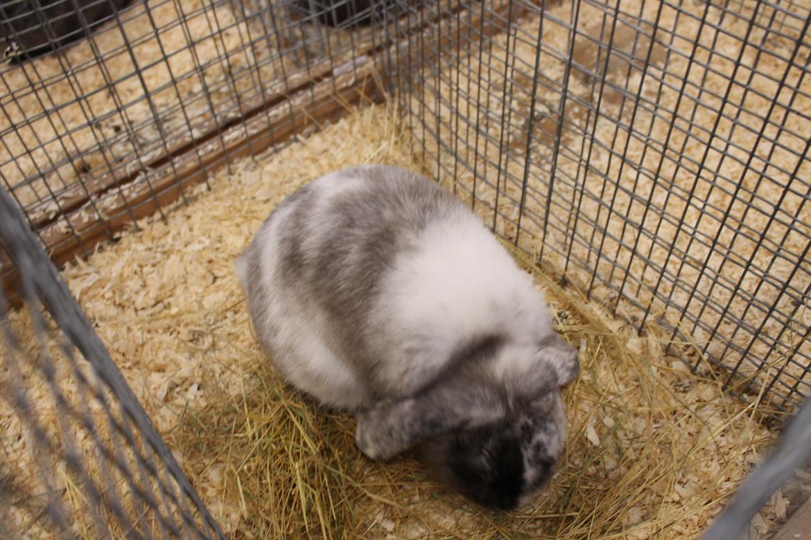 Kanin Frodo (høj's kaninland) billede 21