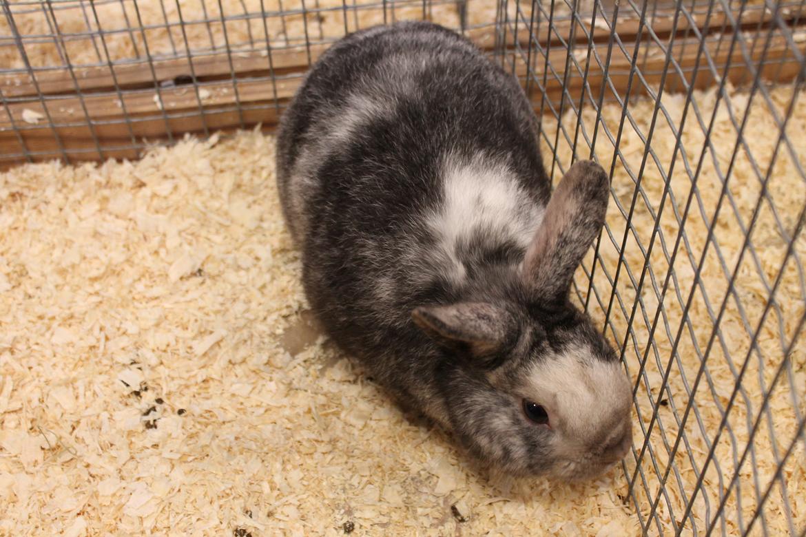 Kanin Snuden billede 1