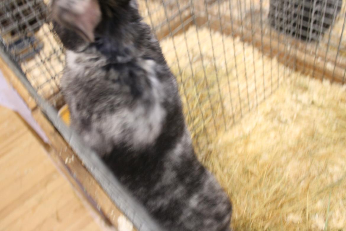 Kanin Snuden billede 3