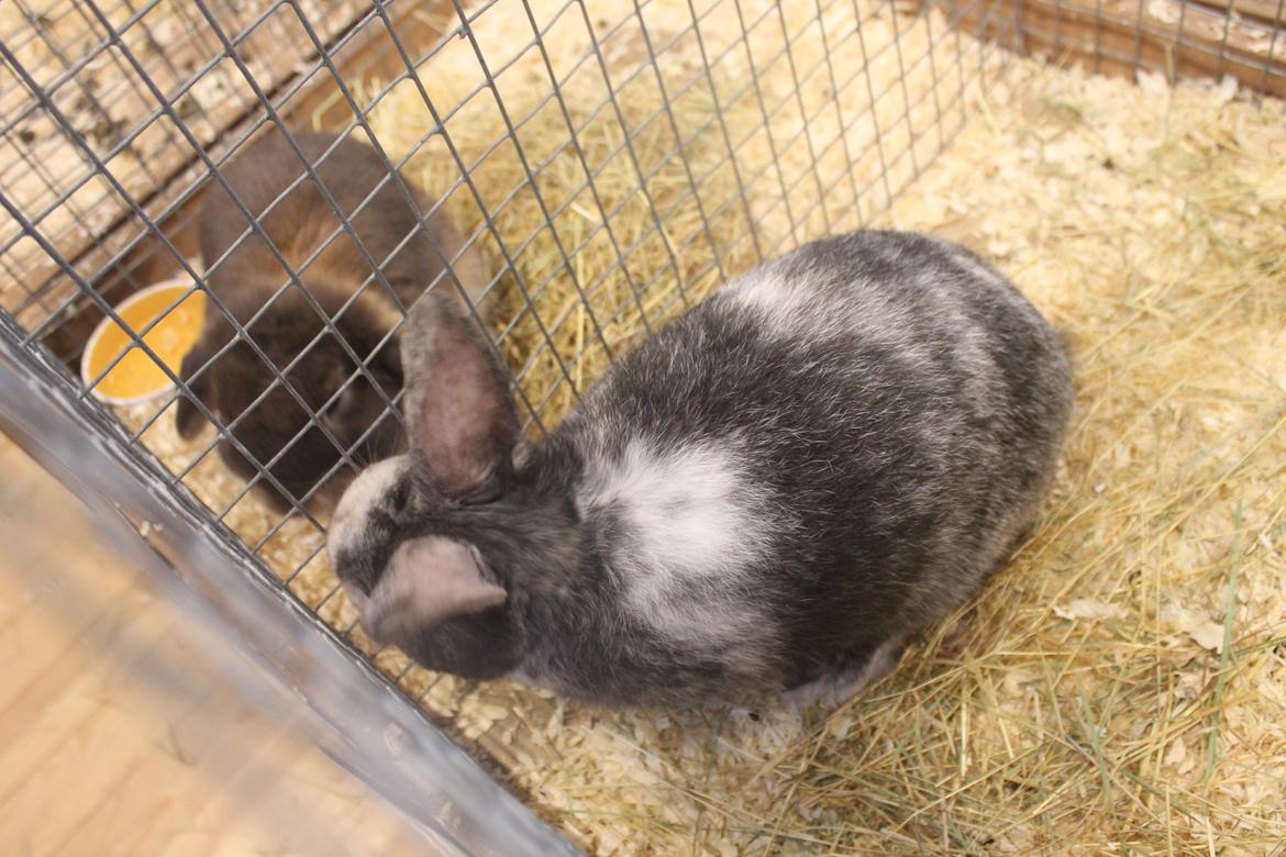 Kanin Snuden billede 2