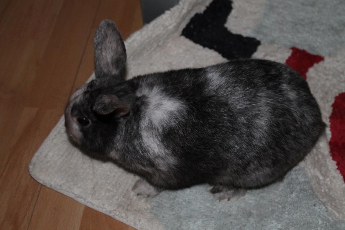 Kanin Snuden billede 4