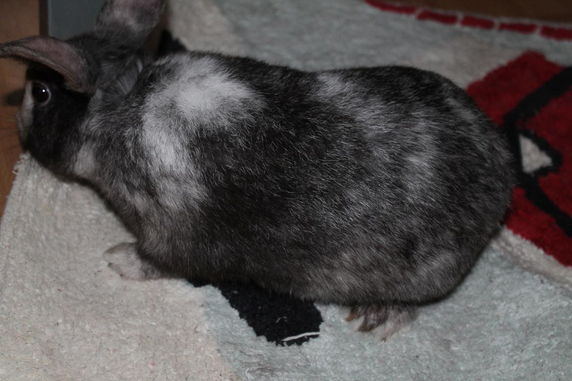 Kanin Snuden billede 6