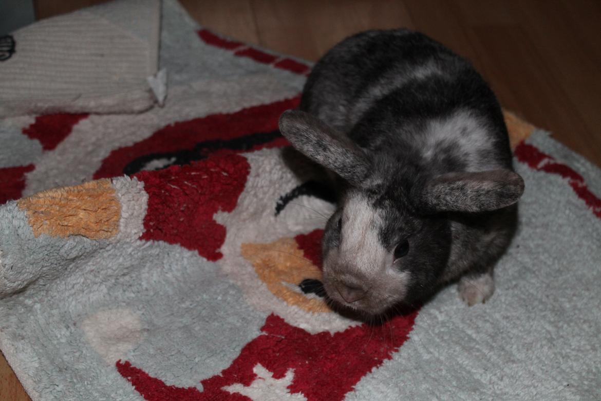 Kanin Snuden billede 7