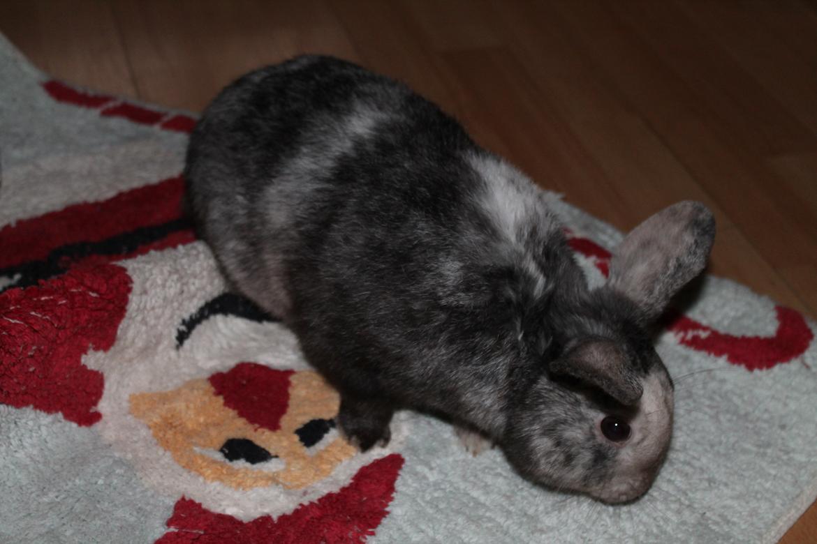 Kanin Snuden billede 8