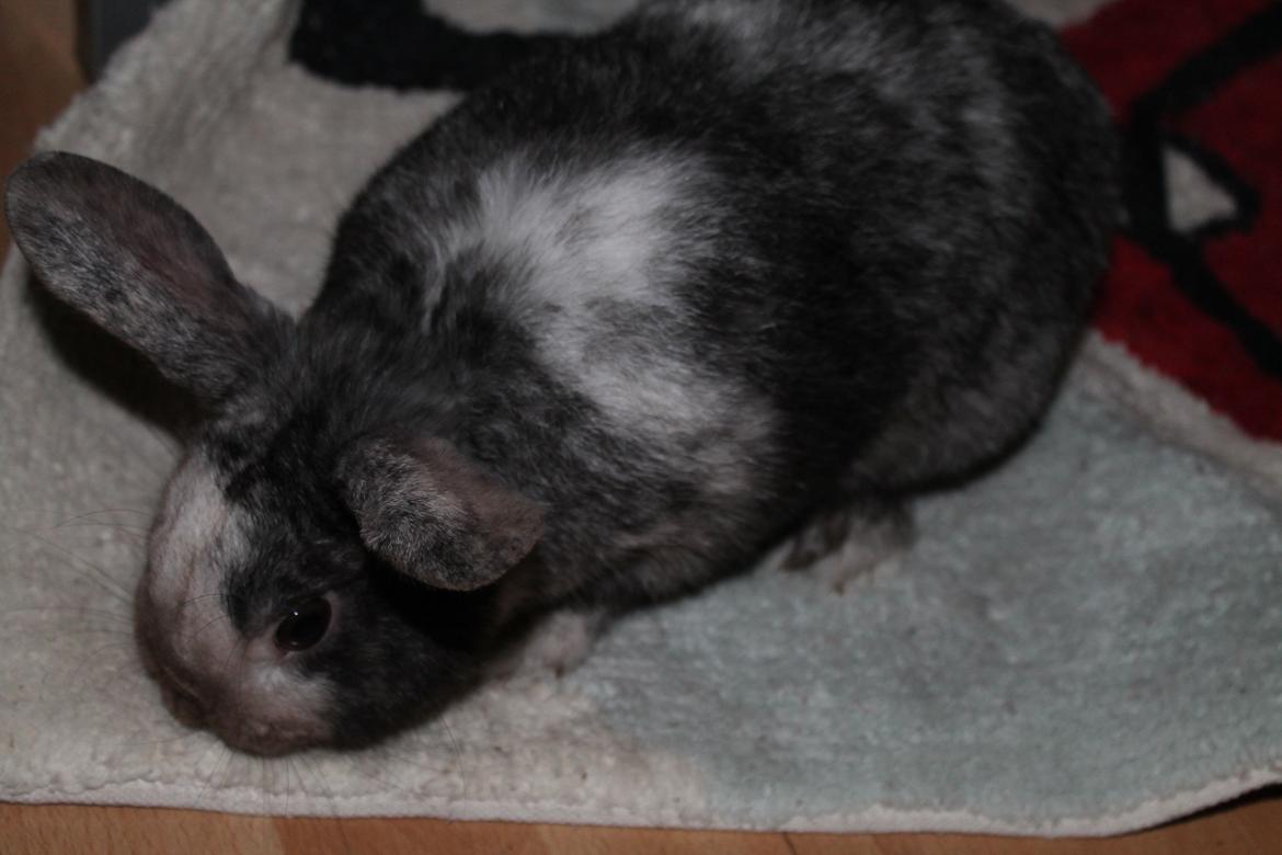 Kanin Snuden billede 5