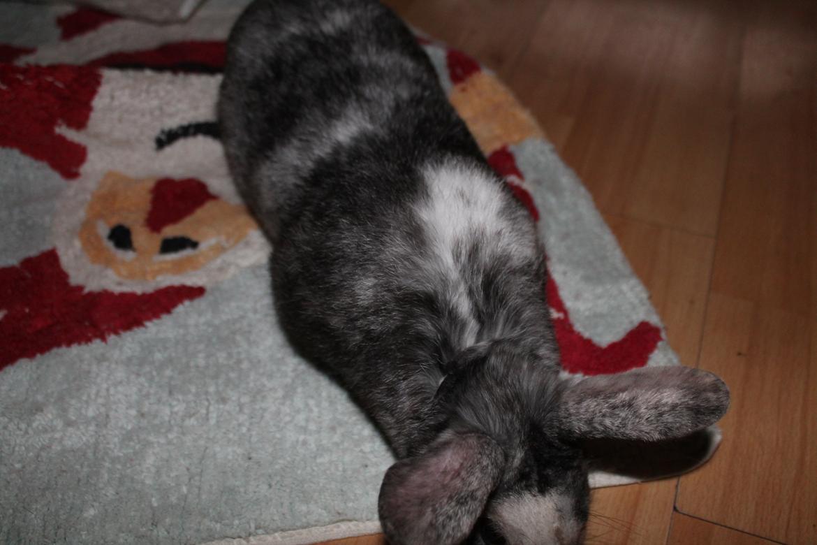 Kanin Snuden billede 10