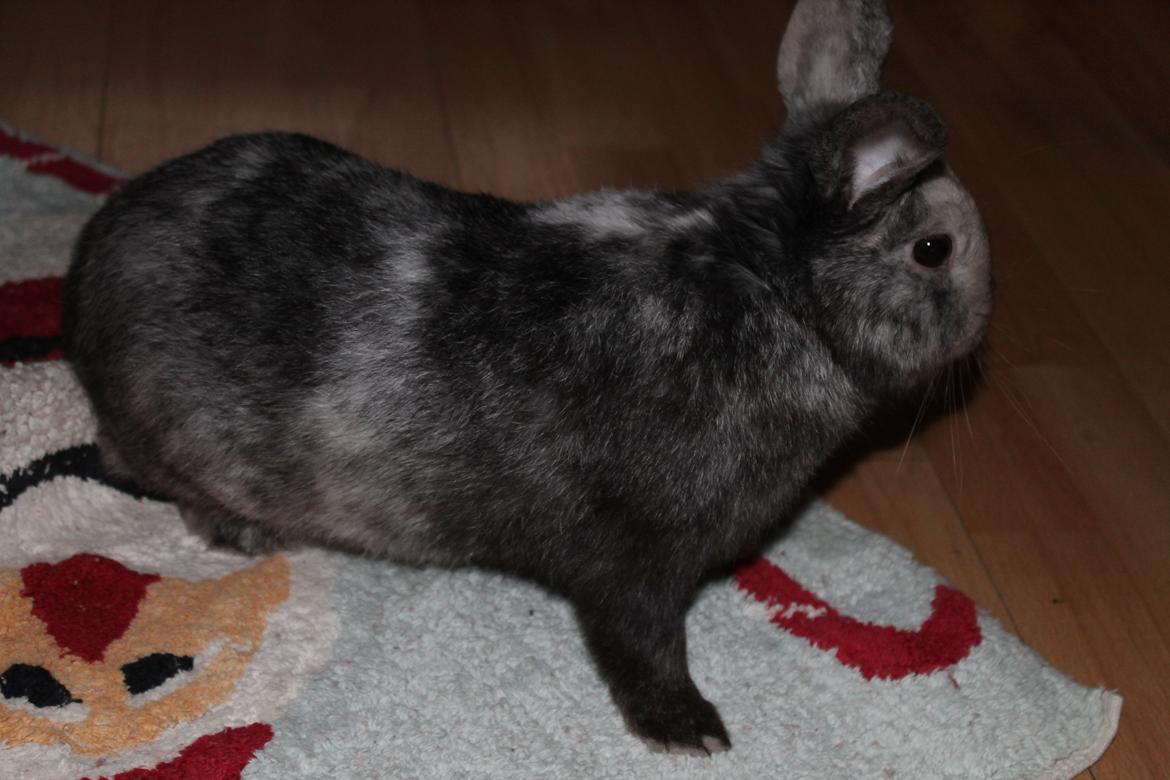 Kanin Snuden billede 9