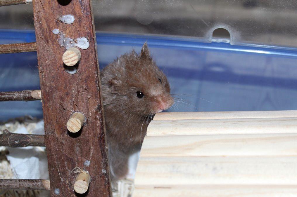 Hamster Rescue Ella billede 1