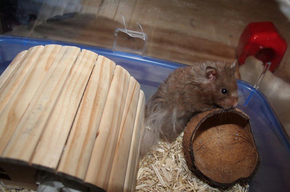 Hamster Rescue Ella billede 2