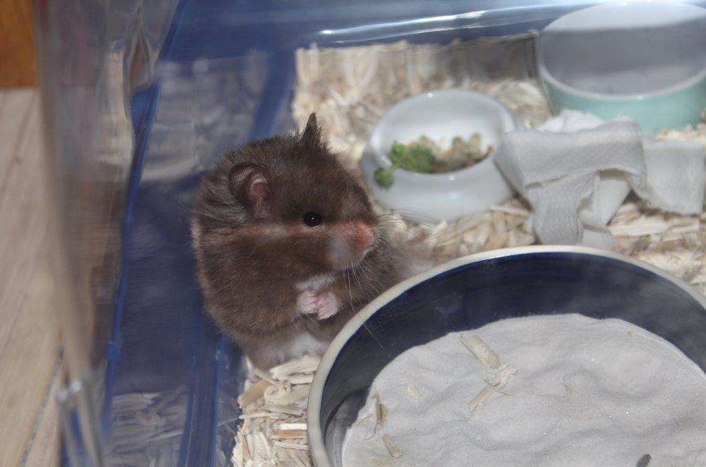 Hamster Rescue Ella billede 4