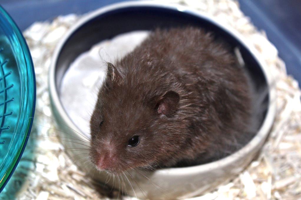 Hamster Rescue Ella billede 6