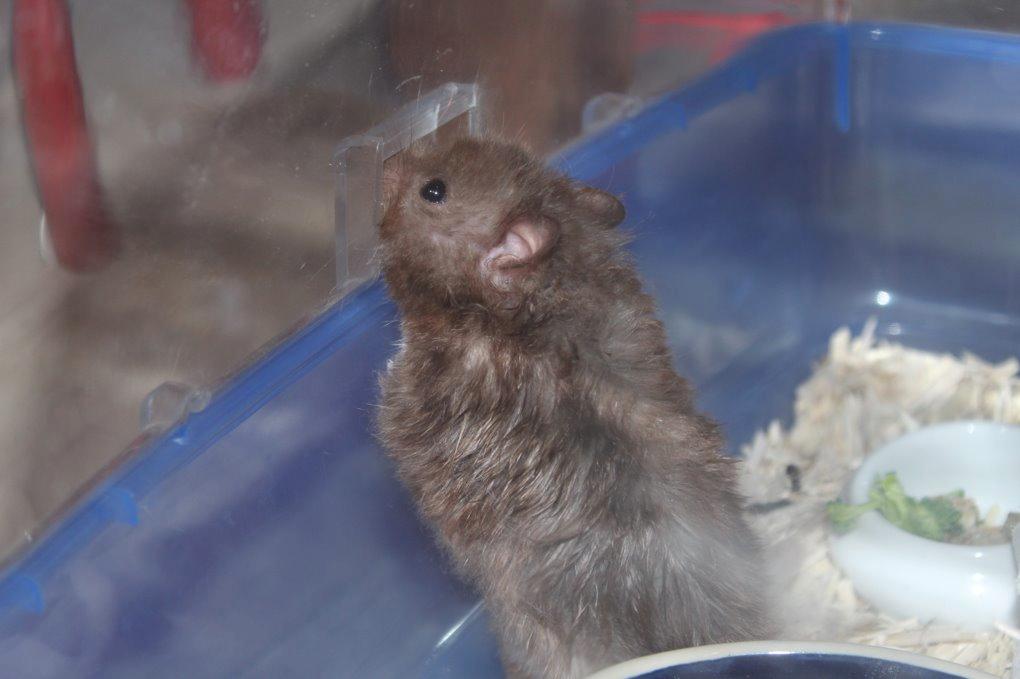 Hamster Rescue Ella billede 5