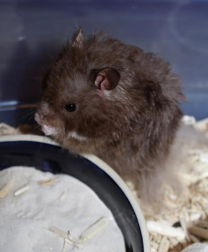 Hamster Rescue Ella billede 3