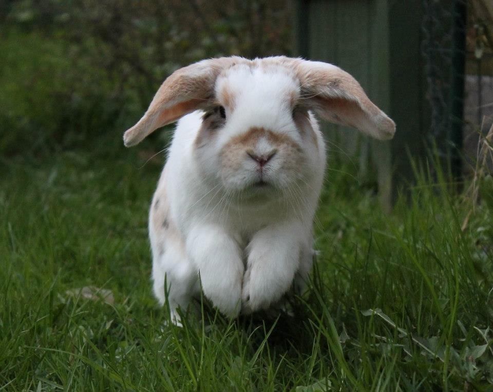Kanin Tøffe billede 1