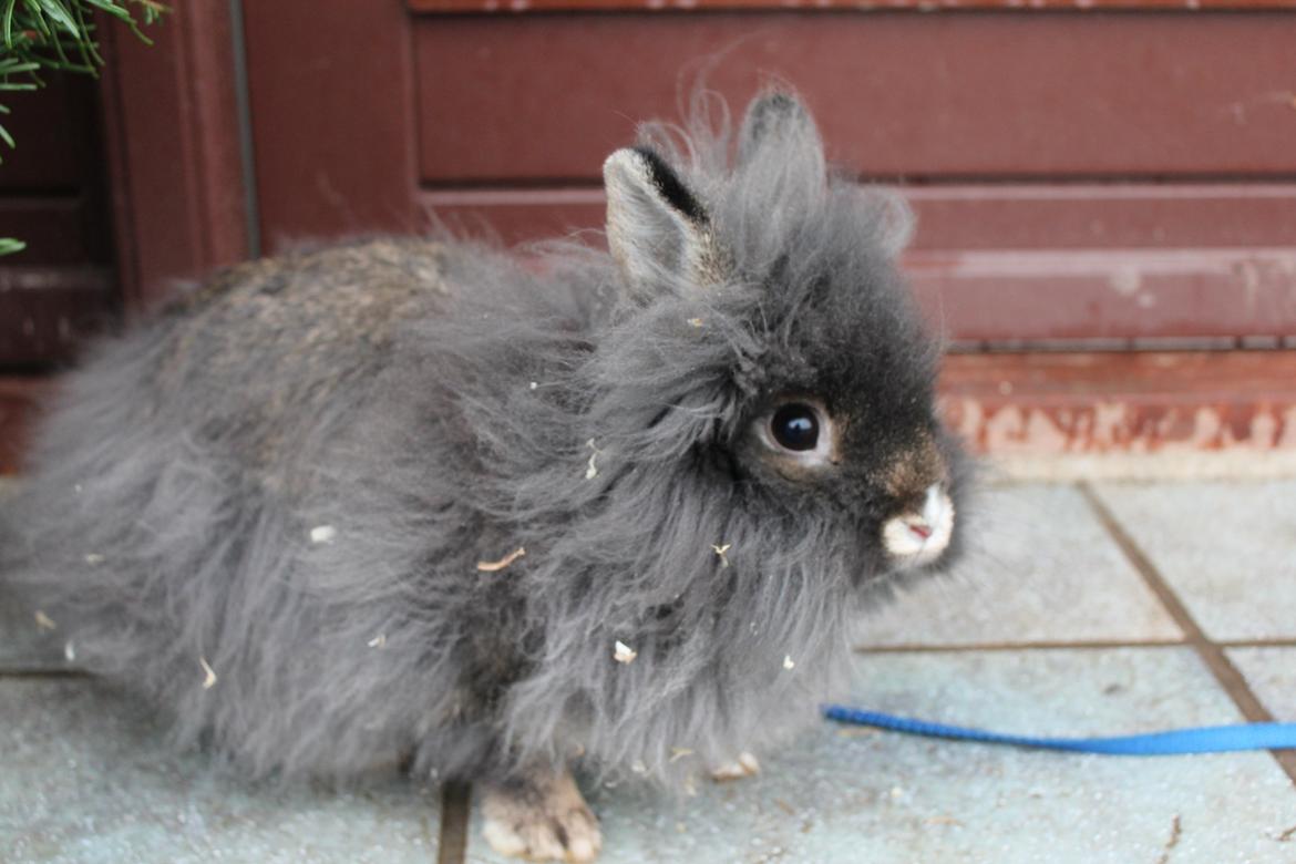 Kanin Jokers Dark Paradise 'Puf' billede 1