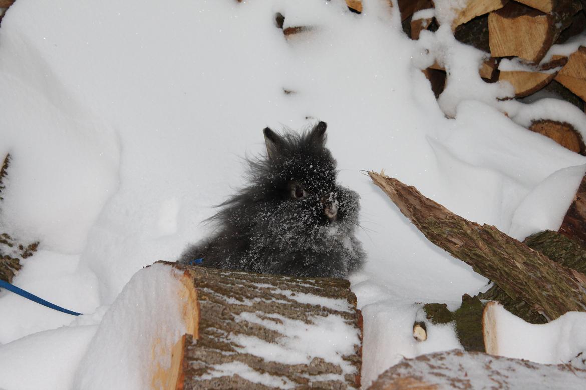 Kanin Jokers Dark Paradise 'Puf' billede 2