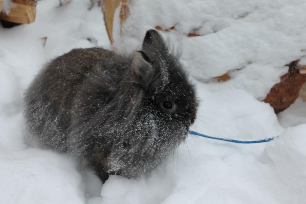 Kanin Jokers Dark Paradise 'Puf' billede 4