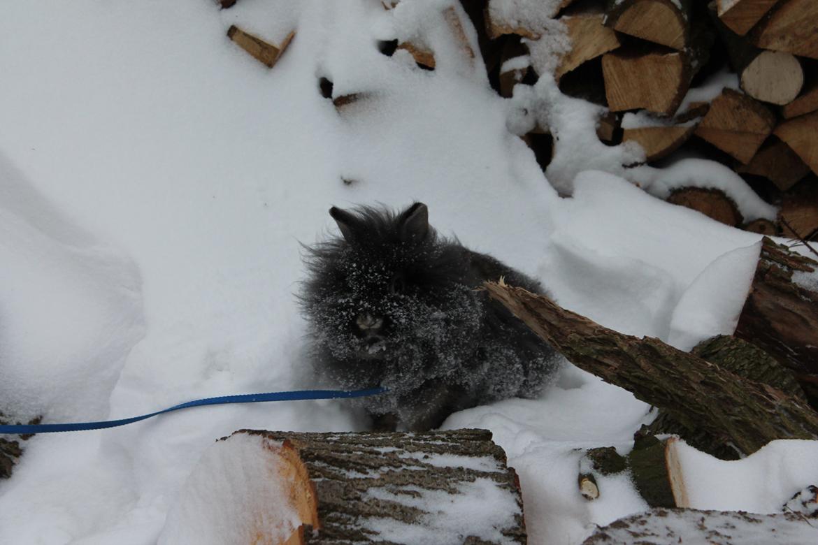 Kanin Jokers Dark Paradise 'Puf' billede 3