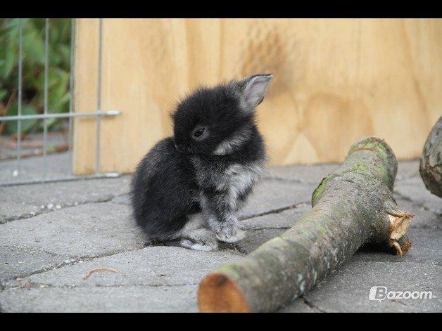 Kanin Jokers Dark Paradise 'Puf' - Billed er lånt af Jokers Kaniner billede 6