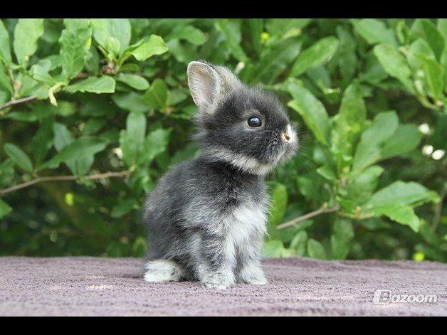 Kanin Jokers Dark Paradise 'Puf' - Billed er lånt af Jokers Kaniner billede 7