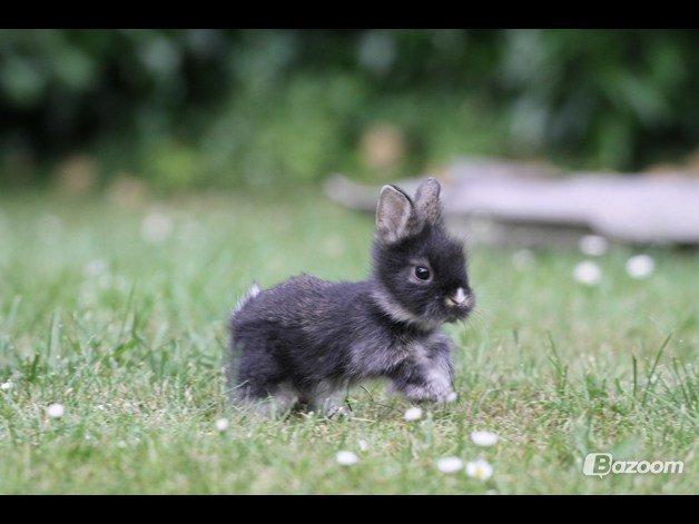 Kanin Jokers Dark Paradise 'Puf' - Billed er lånt af Jokers Kaniner billede 5