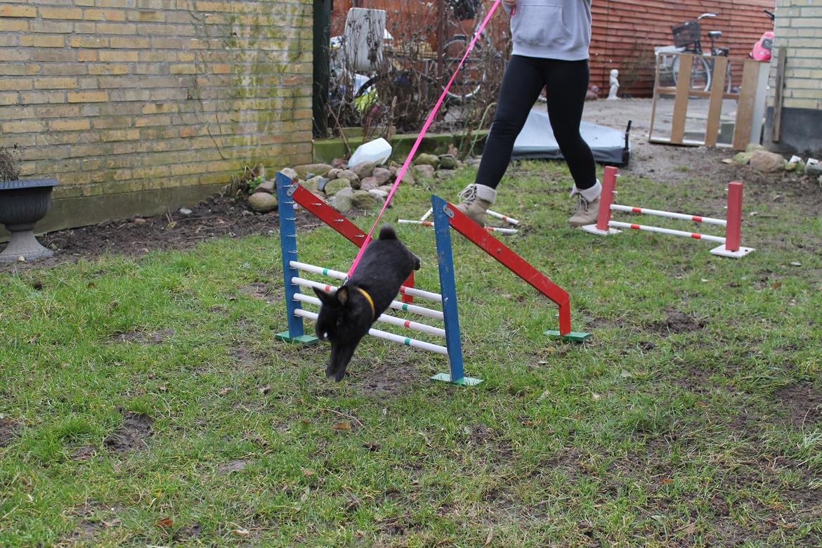 Kanin | Blacky  billede 43