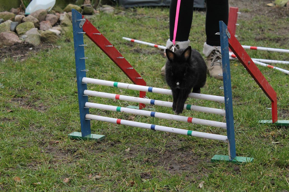 Kanin | Blacky  billede 44