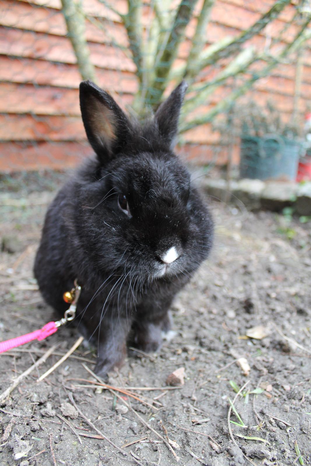 Kanin | Blacky  billede 29