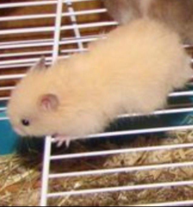 Hamster Otto billede 1