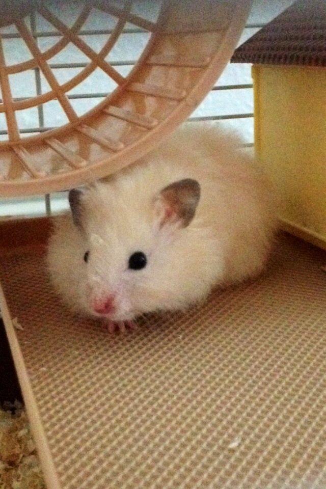 Hamster Otto billede 2