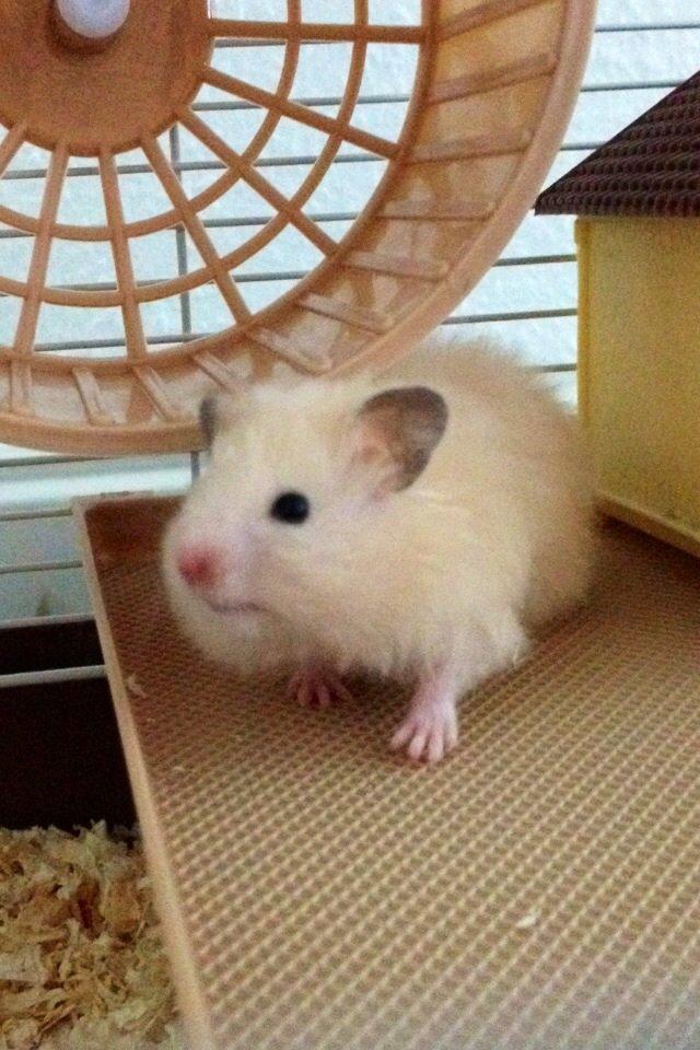 Hamster Otto billede 3