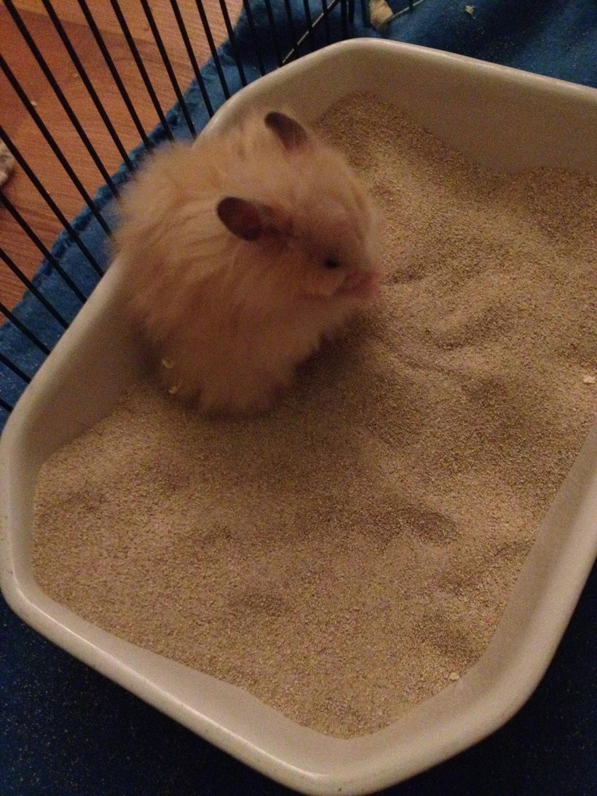 Hamster Otto billede 4