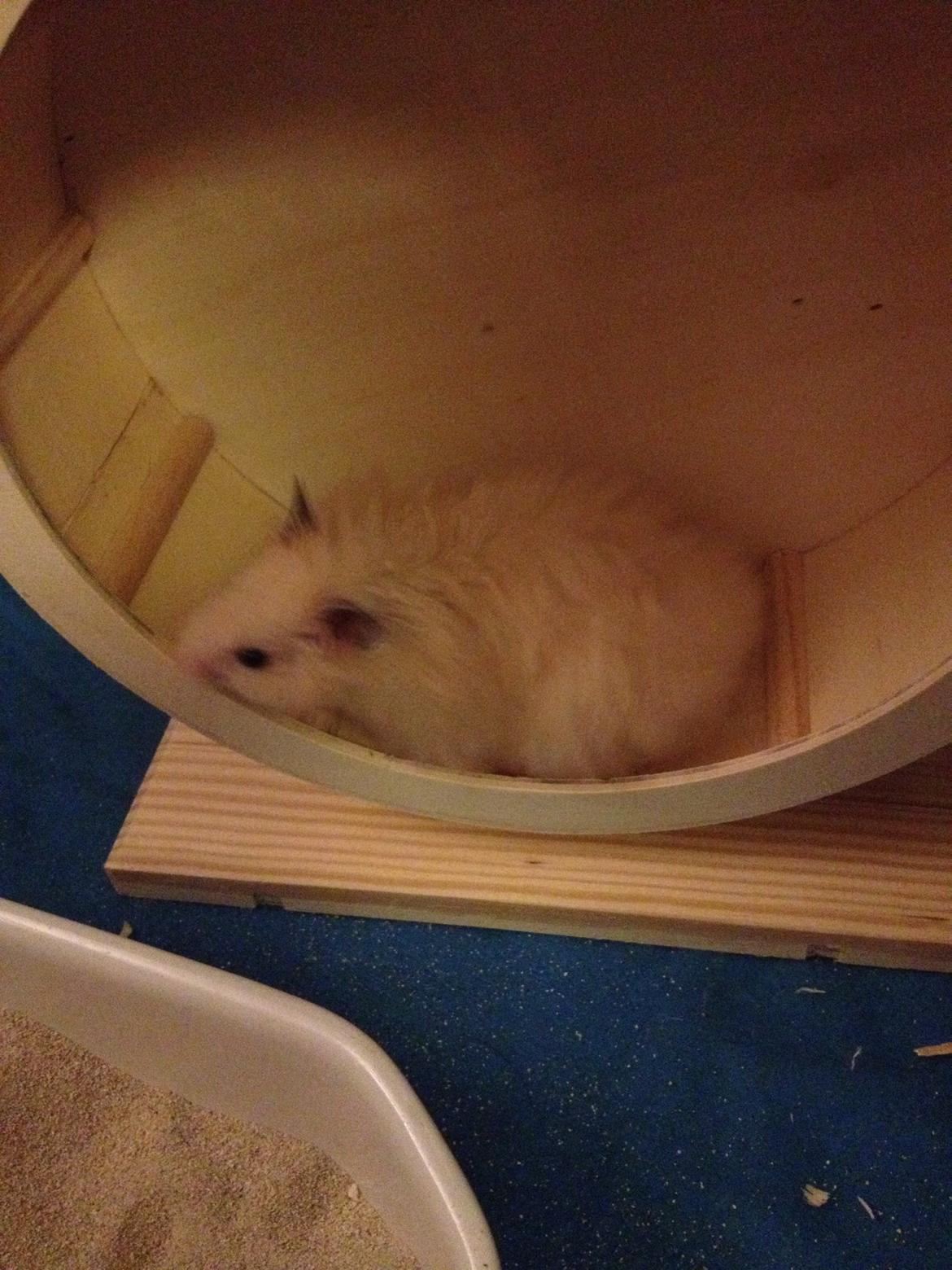 Hamster Otto billede 5