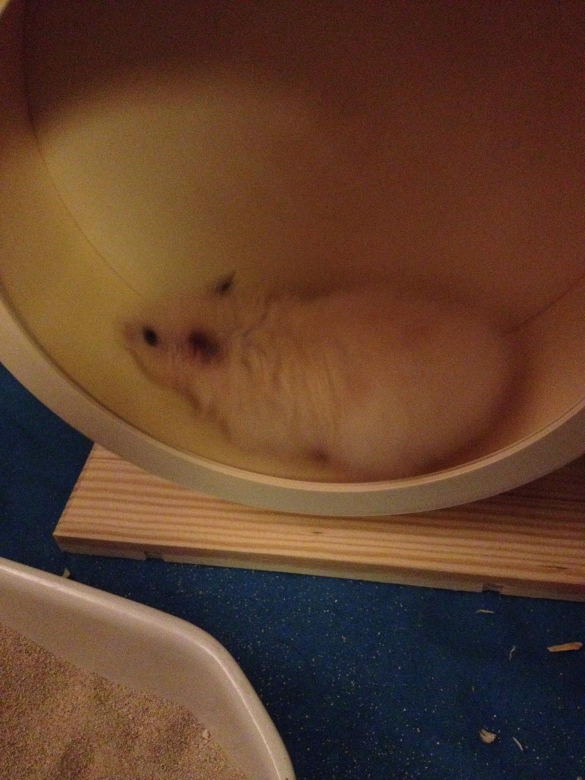 Hamster Otto billede 6