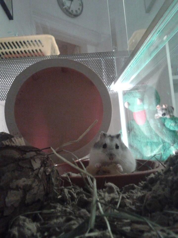 Dværghamster Kranzi billede 1