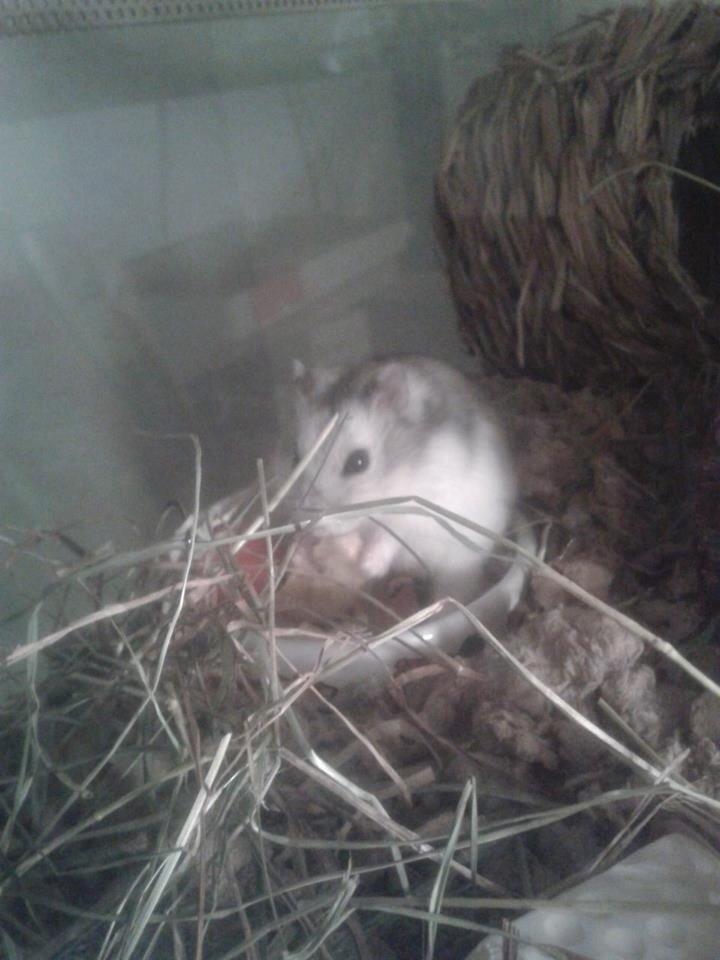 Dværghamster Kranzi billede 2